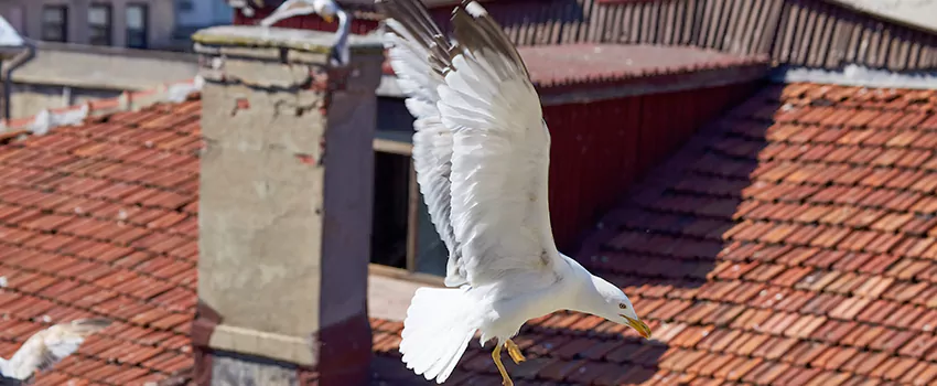 Residential Chimney Animal Removal Solution in Monroe, LA
